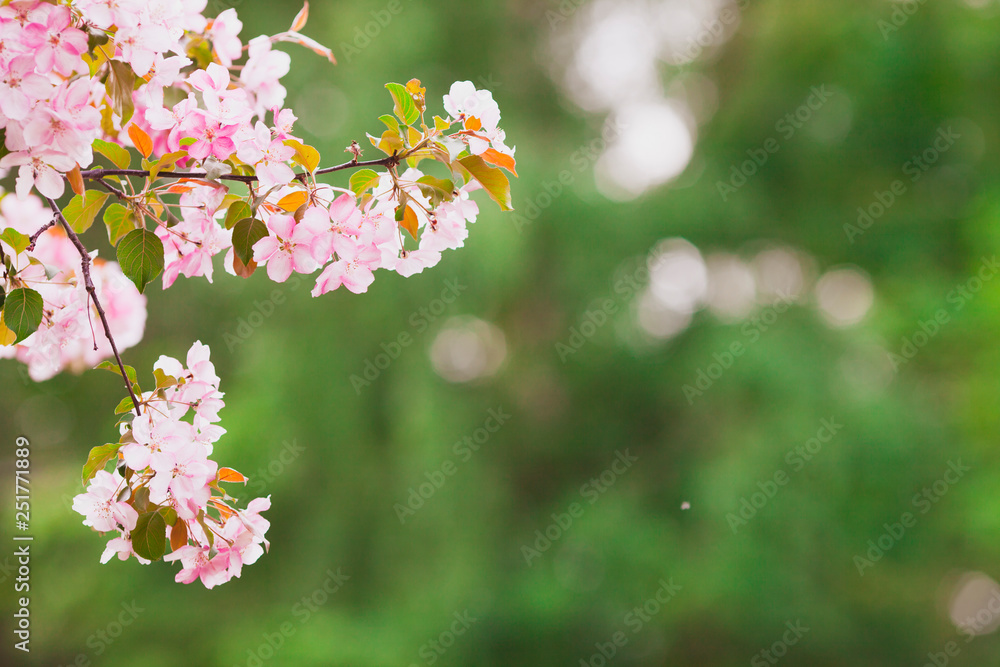 Colourful blooming flowers. Nature and season concept. Colourful blooming flowers. Nature and season concept.