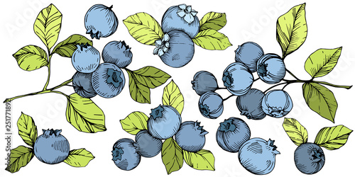 Vector Blueberry green and blue engraved ink art. Berries and green leaves. Isolated blueberry illustration element.