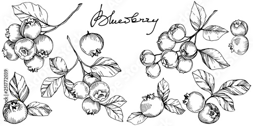 Vector Blueberry black and white engraved ink art. Berries and leaves. Isolated blueberry illustration element.