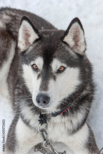 Fototapeta Naklejka Na Ścianę i Meble -  beautiful Husky dogs used for sledding
