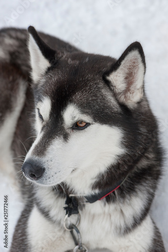 beautiful Husky dogs used for sledding