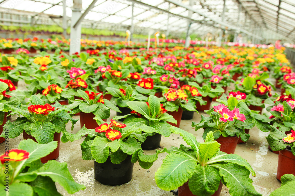 blooming primroses in pots in greenhouse.