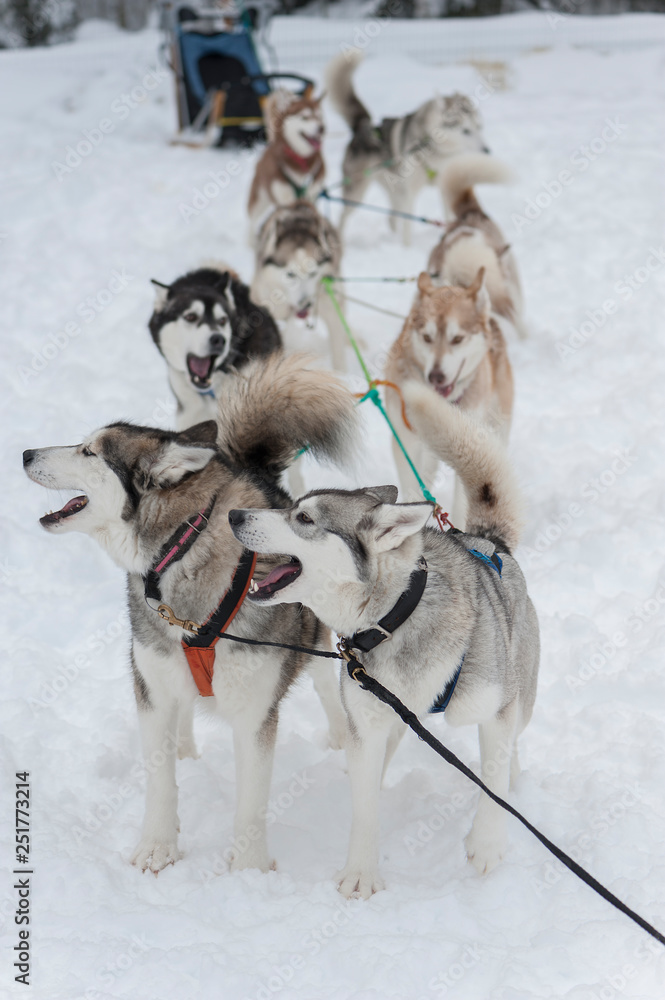 beautiful Husky dogs used for sledding beautiful Husky dogs used for sledding