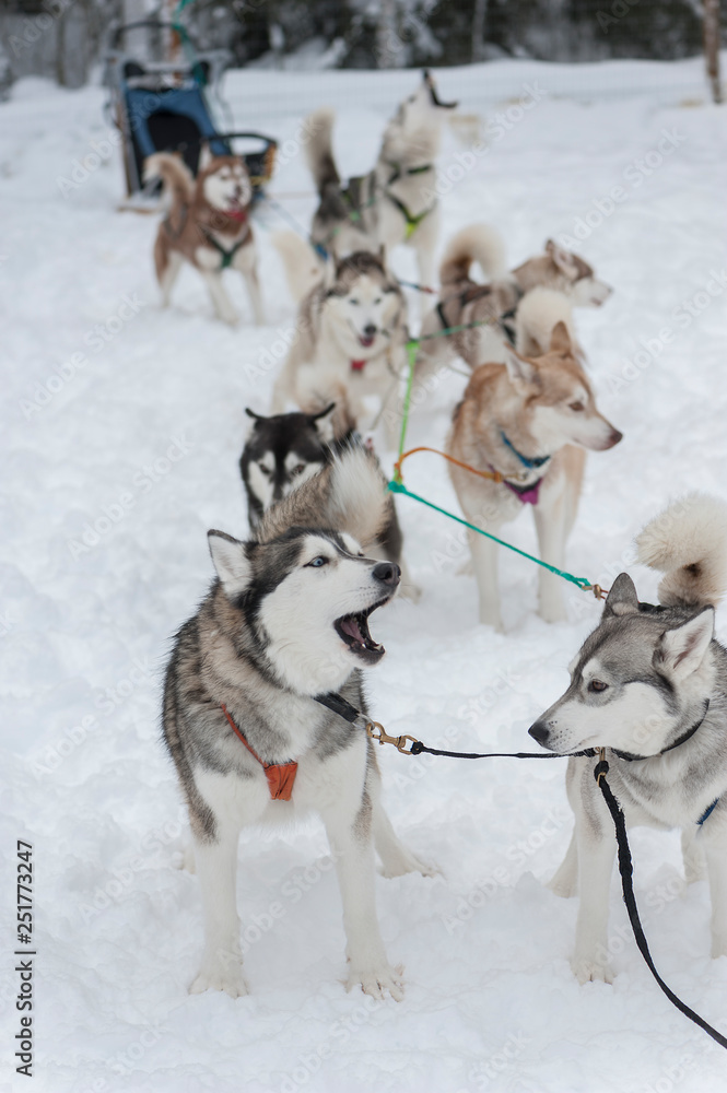 beautiful Husky dogs used for sledding