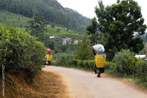 tea leaf plantation sri lanka