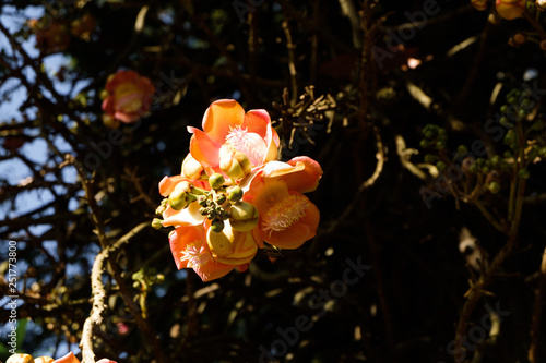 tree with flowers