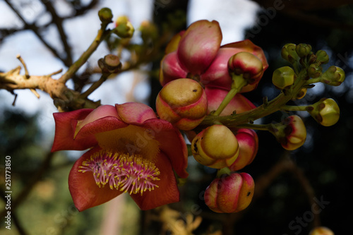 tree with flowers