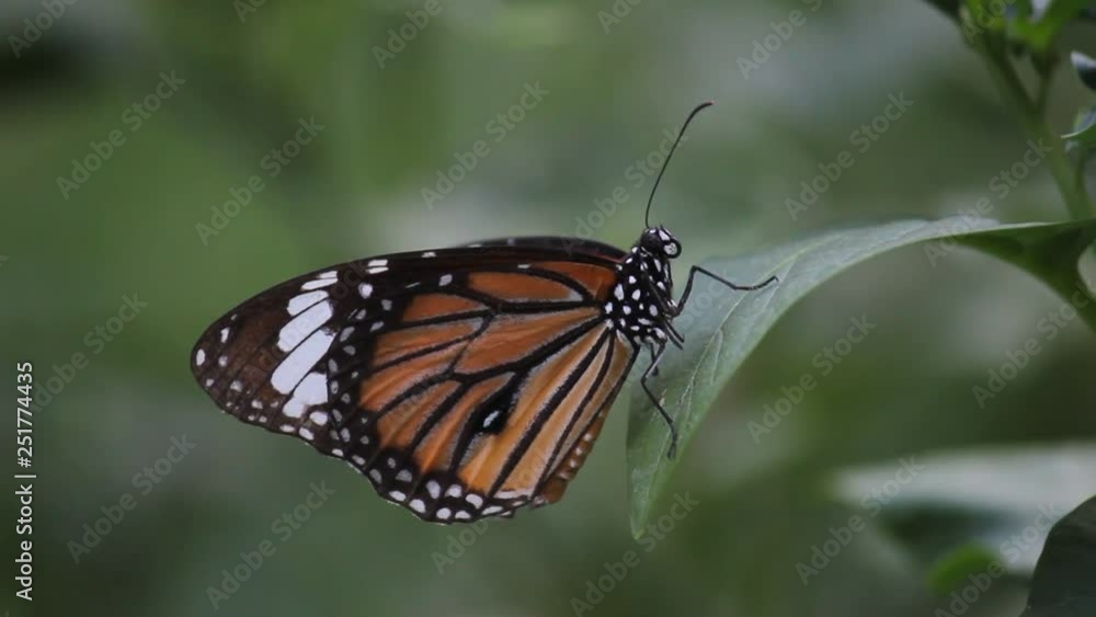 A video of The African Monarch Butterfly sitting on the flower plant and feeding itself in its natural habitat A video of The African Monarch Butterfly sitting on the flower plant and feeding itself in its natural habitat