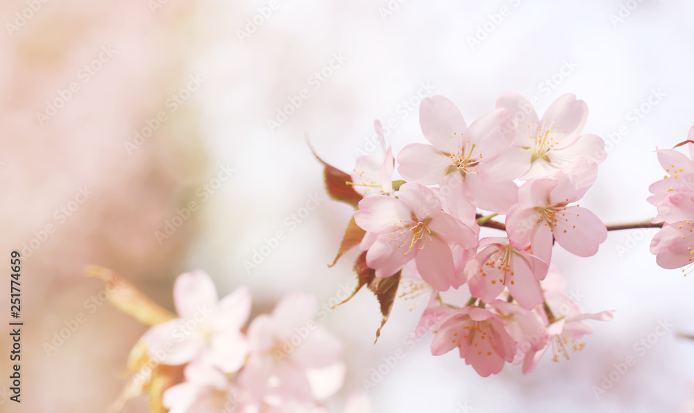 branch of cherry blossoms Sakura. spring time branch of cherry blossoms Sakura. spring time