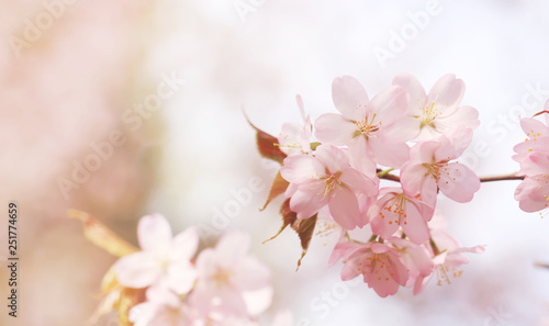 branch of cherry blossoms Sakura. spring time