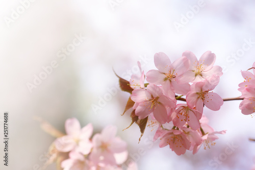 branch of cherry blossoms Sakura. spring time © Sergey