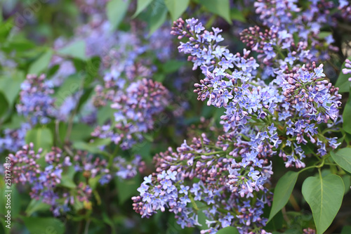Wallpaper Mural blooming lilac in the park with soft selective focus Torontodigital.ca