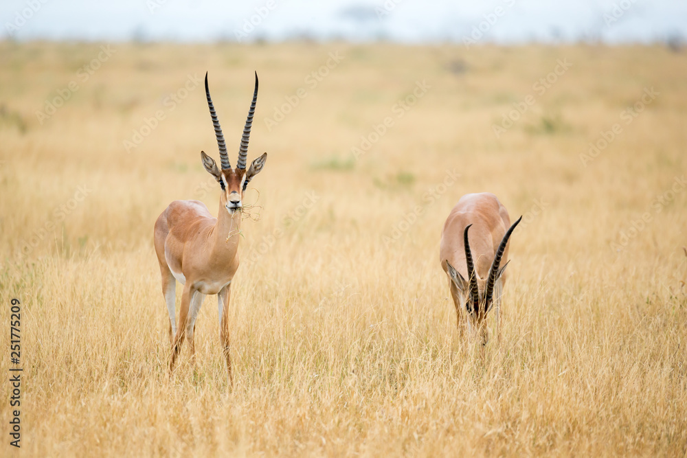 Obraz premium An antelopes in the grassland of the savannah of Kenya