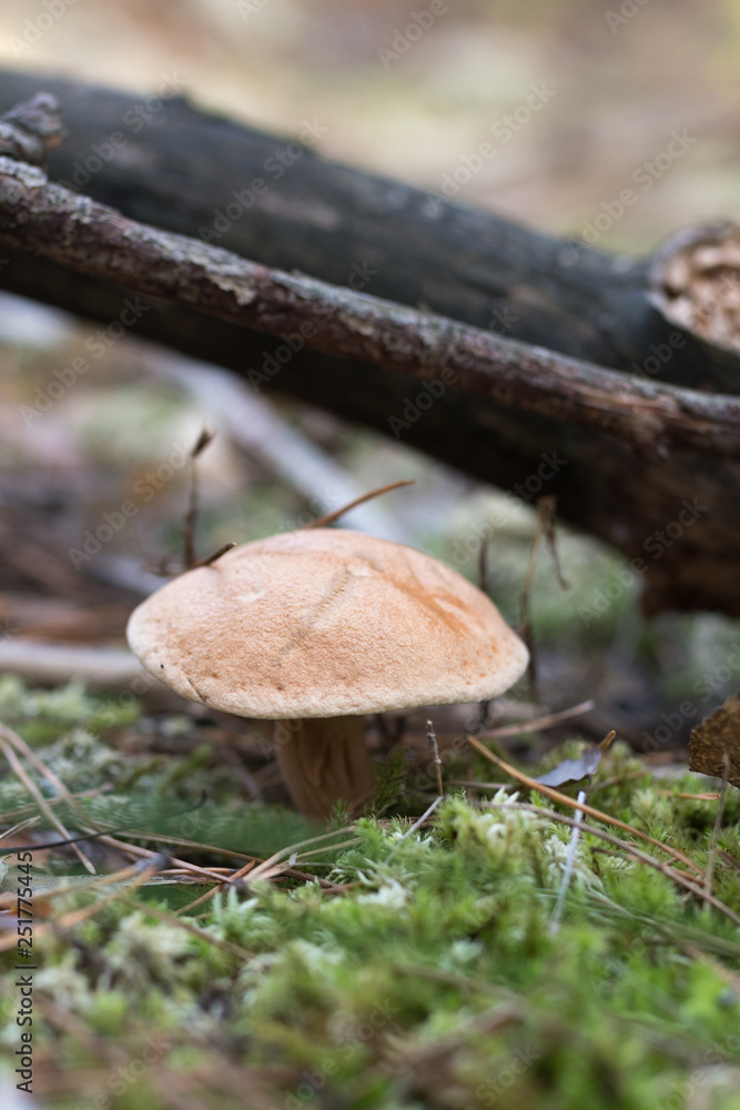 Wild mushrooms in its native growth environment. Wild mushrooms in its native growth environment.