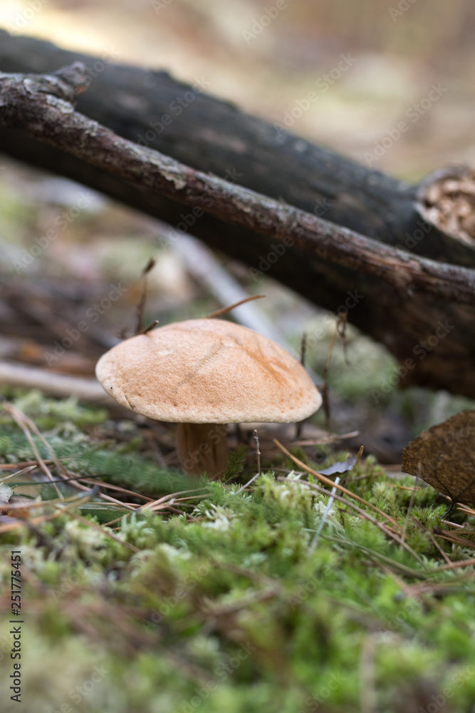 Wild mushrooms in its native growth environment. Wild mushrooms in its native growth environment.