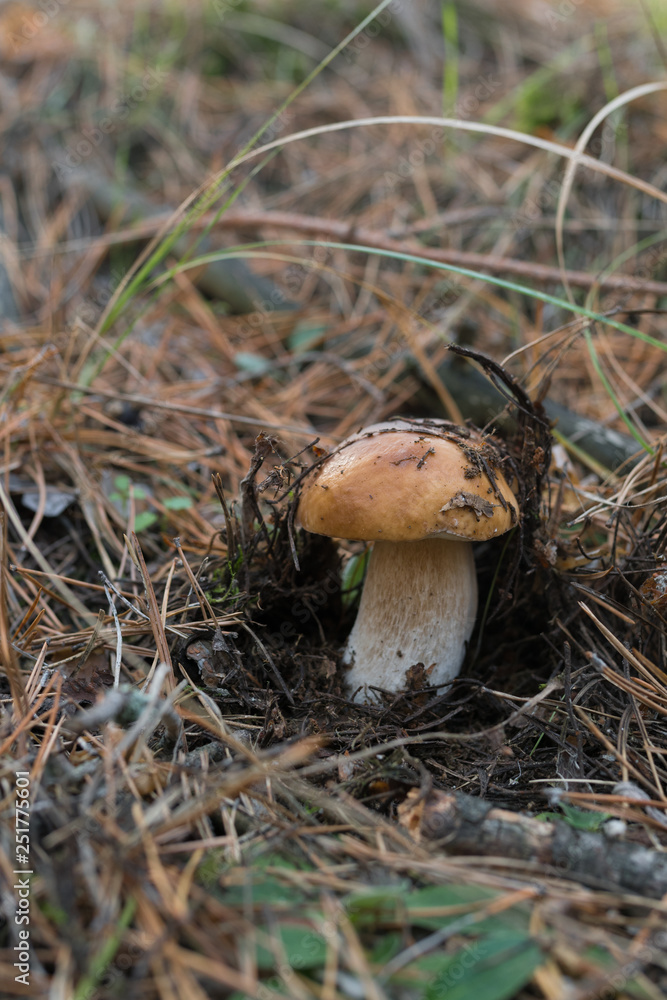 Wild mushrooms in its native growth environment. Wild mushrooms in its native growth environment.