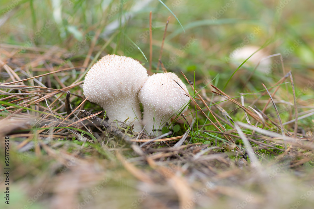 Wild mushrooms in its native growth environment. Wild mushrooms in its native growth environment.
