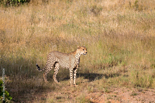 Cheetah in the grassland of the savannah in Kenya © 25ehaag6