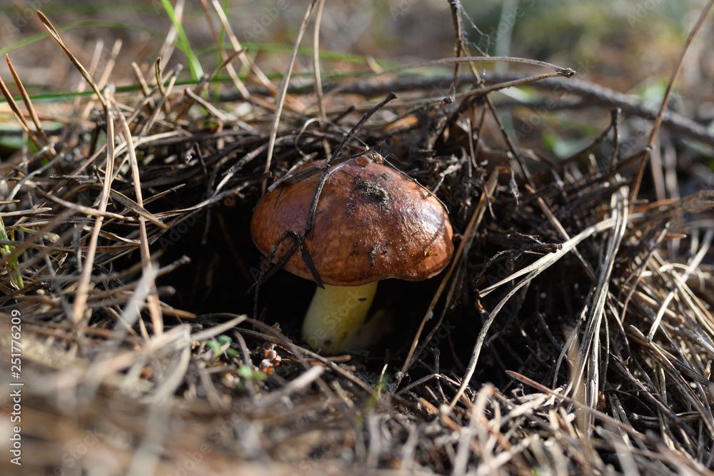 Wild mushrooms in its native growth environment. Wild mushrooms in its native growth environment.