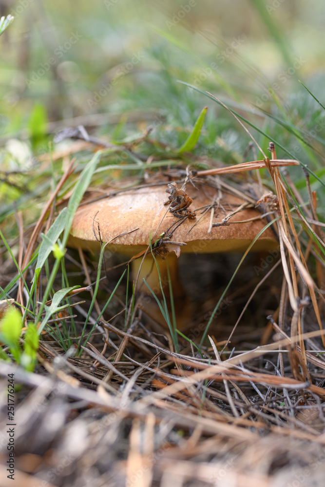 Wild mushrooms in its native growth environment. Wild mushrooms in its native growth environment.