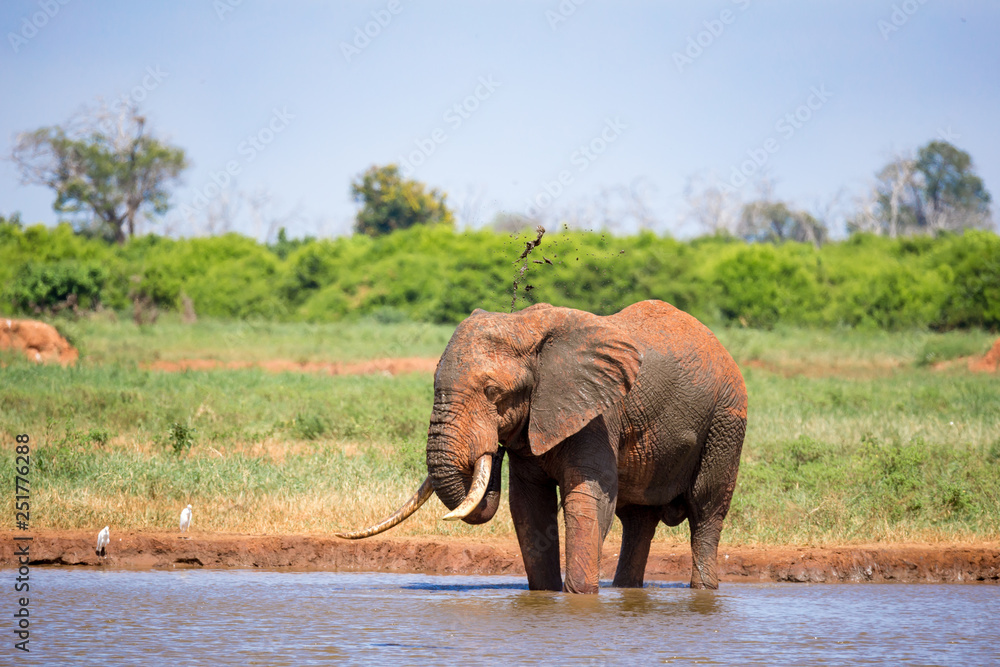 Obraz premium An elephant on the waterhole in the savannah of Kenya