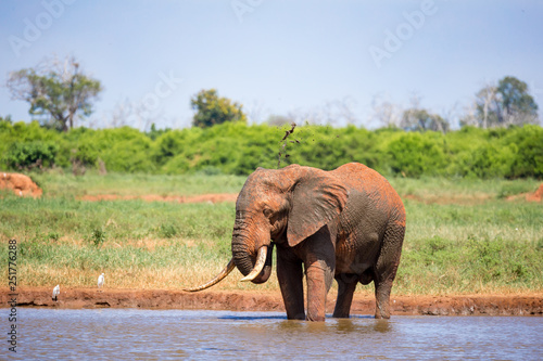 An elephant on the waterhole in the savannah of Kenya