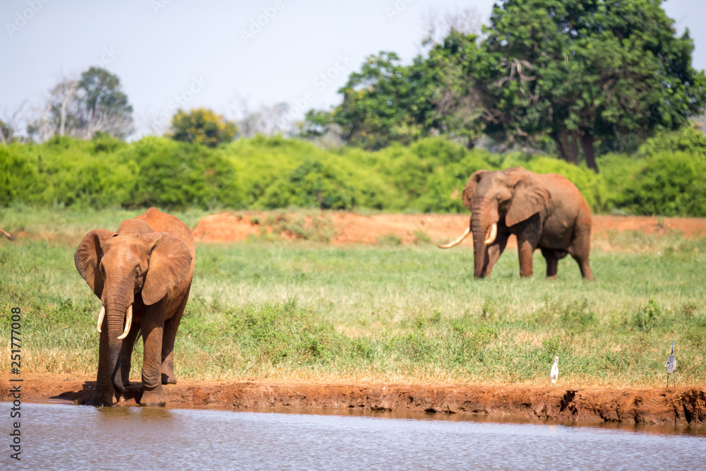 A waterhole in the savannah with some red elephants A waterhole in the savannah with some red elephants