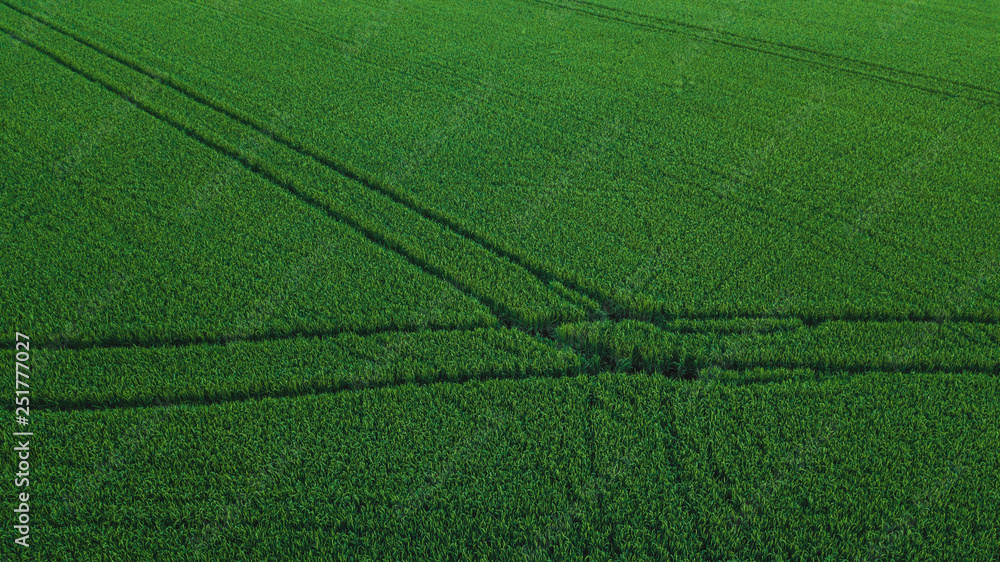 Aerial drone view of green rice field with landscape green pattern nature background. Horizontal Aerial drone view of green rice field with landscape green pattern nature background. Horizontal