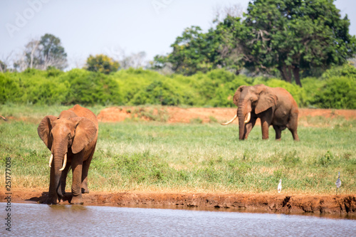 A waterhole in the savannah with some red elephants © 25ehaag6