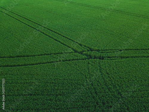 Aerial drone view of green rice field with landscape green pattern nature background