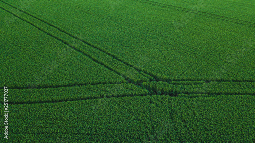 Aerial drone view of green rice field with landscape green pattern nature background. Horizontal