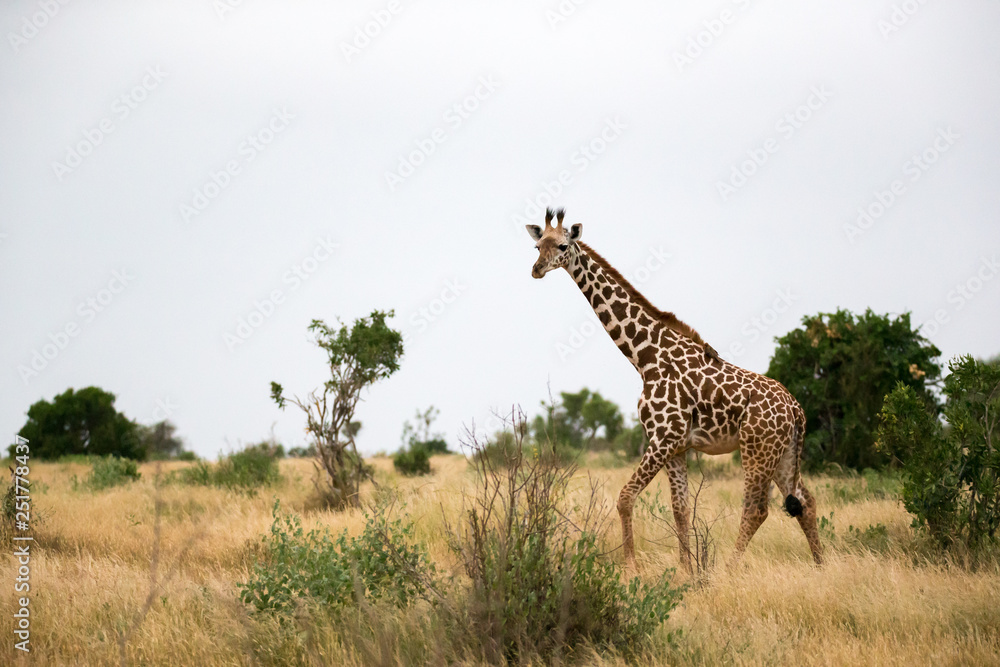 Fototapeta premium A giraffe is walking between the bush in the scenery of the savannah