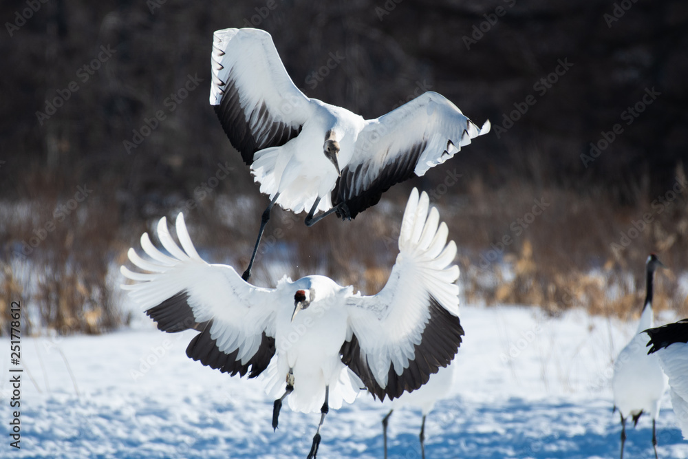 Red-crowned cranes landing in Tsurui village, Hokkaido, Japan Red-crowned cranes landing in Tsurui village, Hokkaido, Japan