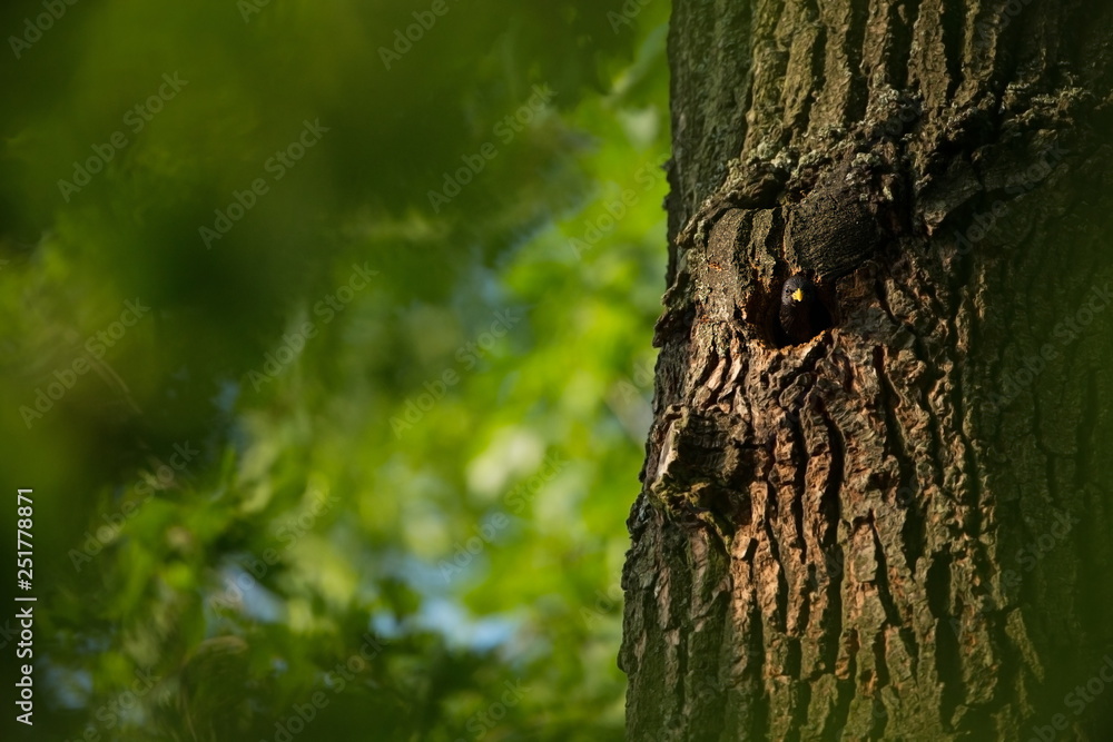 Obraz premium Sturnus vulgaris. The wild nature of the Czech Republic. Free nature. Picture of a bird in nature. Beautiful picture. Bird in the woods. Deep forest. Mysterious Forest. Wild. From bird life. Spring na