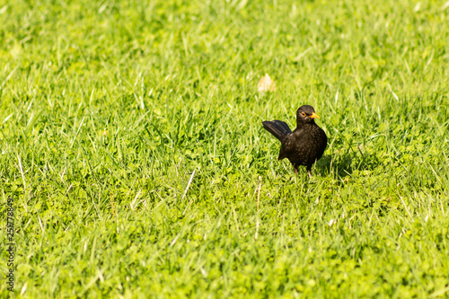 Turdus merula, Blackbird in the grass