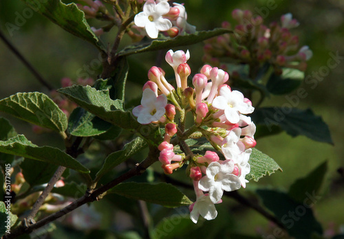 Koreanspice viburnum Flowers photo