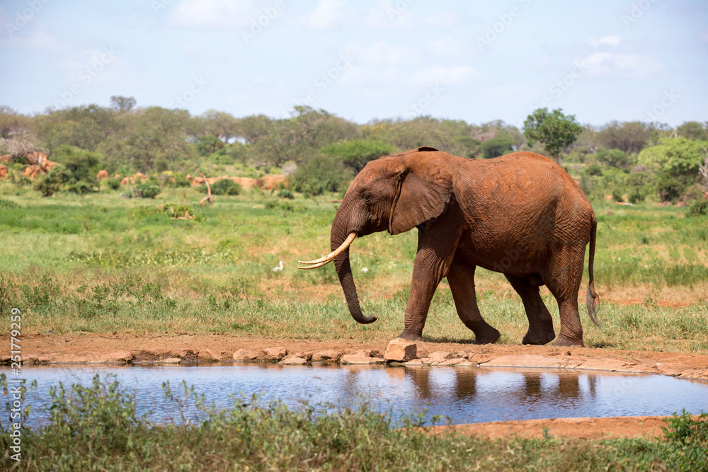 An elephant on the waterhole in the savannah of Kenya