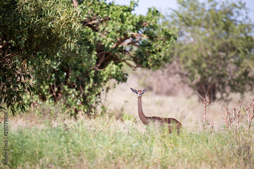 An antelope with a long neck is standing between the bush