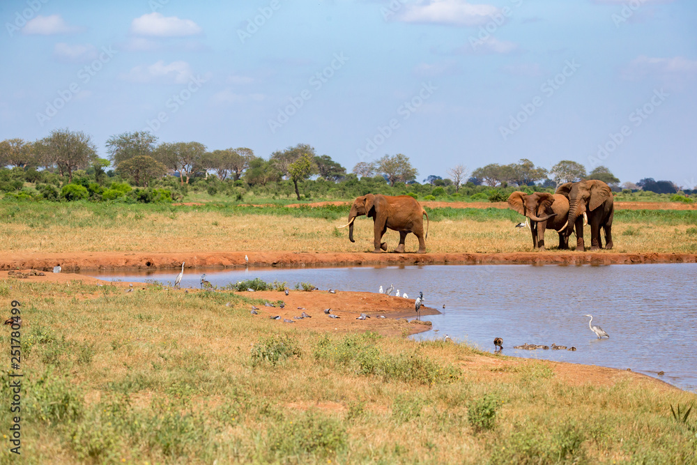 A waterhole in the savannah with some red elephants A waterhole in the savannah with some red elephants