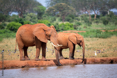Family of elephants drinking water from the waterhole