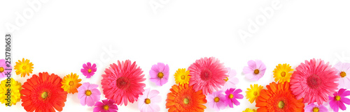 Banner  a border from multi-colored flowers  gerbera  cosmos  isolated on a white background  top view. The concept of summer  spring  Mother s Day  March 8. 