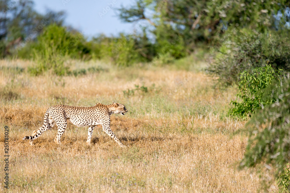 Cheetah in the grassland of the savannah in Kenya Cheetah in the grassland of the savannah in Kenya