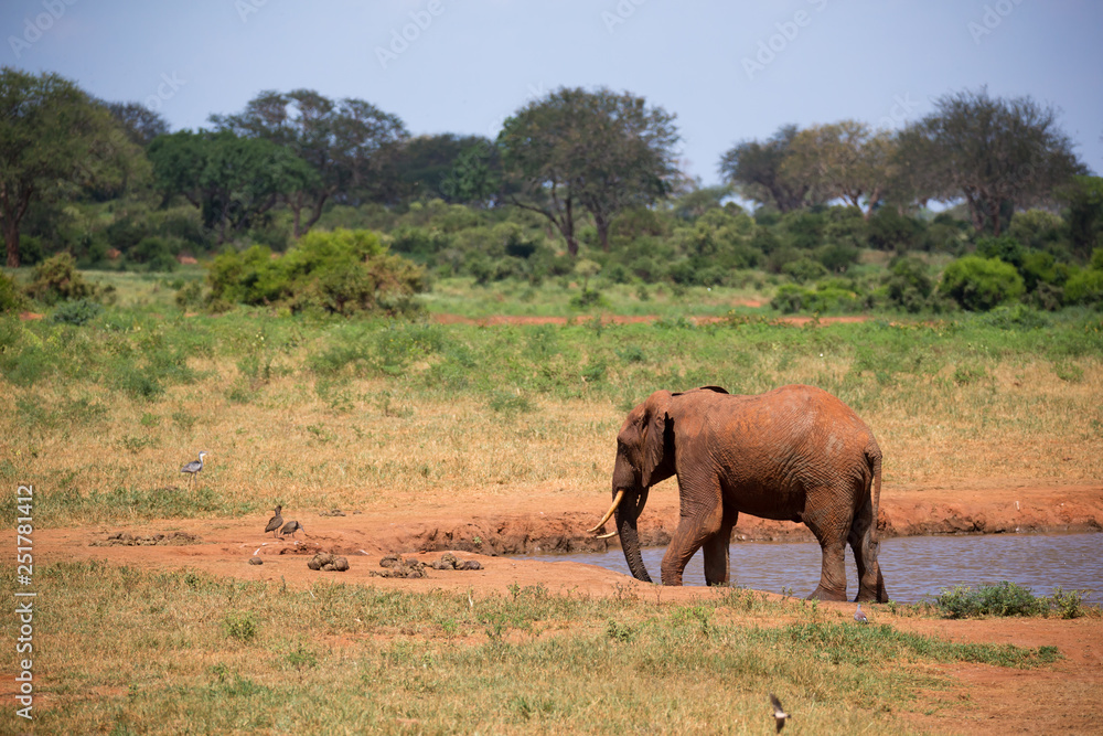 An elephant on the waterhole in the savannah of Kenya An elephant on the waterhole in the savannah of Kenya