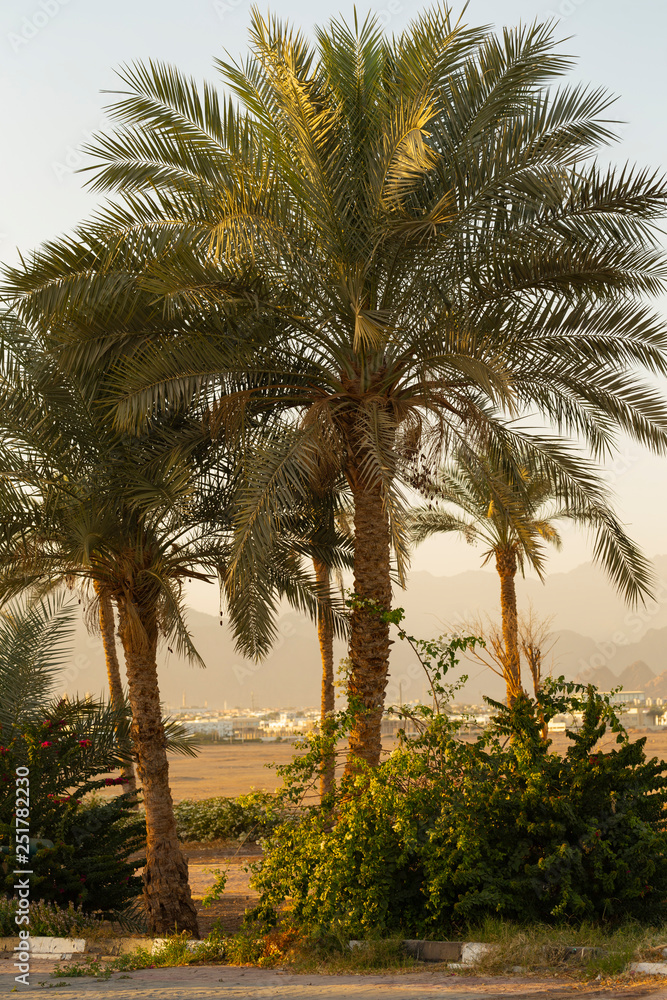 Date palms of the Sinai Peninsula.