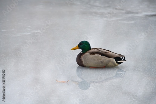 Duck reflection water ice lake nature winter