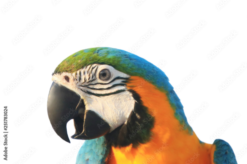 Macaw parrot with white background. Macaw parrot with white background.
