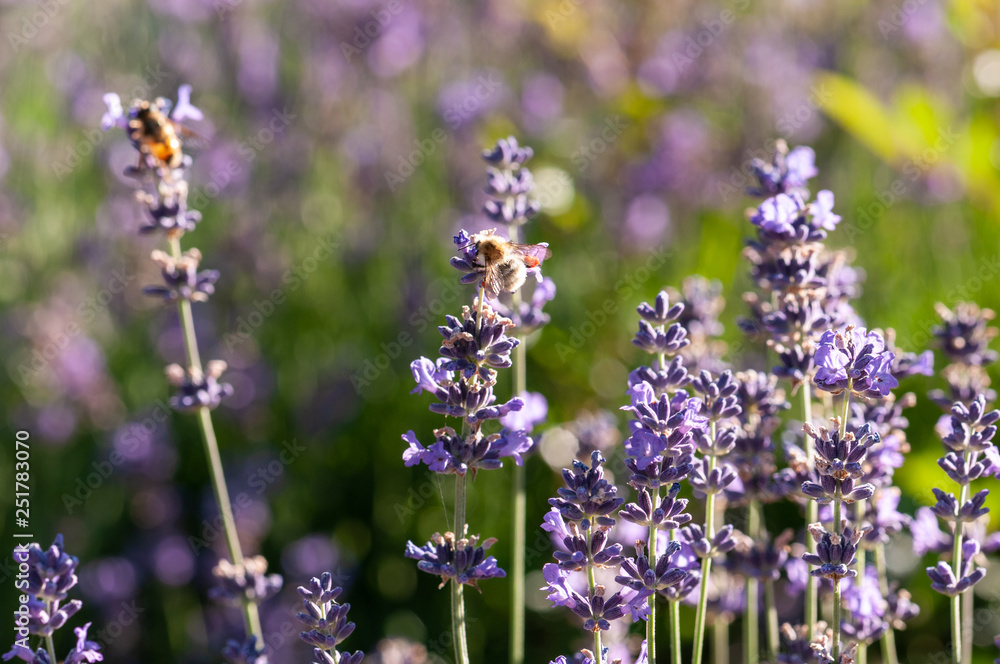 Obraz premium Lavender angustifolia, lavandula in sunlight in herb garden with honey bee