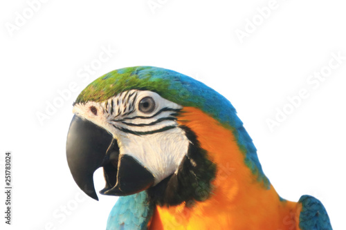 Macaw parrot with white background.