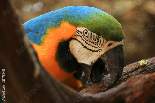Macaw parrots are using wooden beaks.