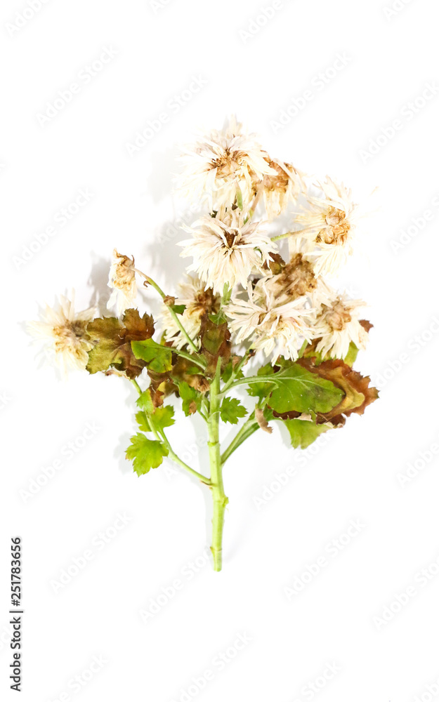 Obraz premium Chrysanthemum Close up white background